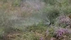 По улице Байтик Баатыра поливная вода льет без остановки