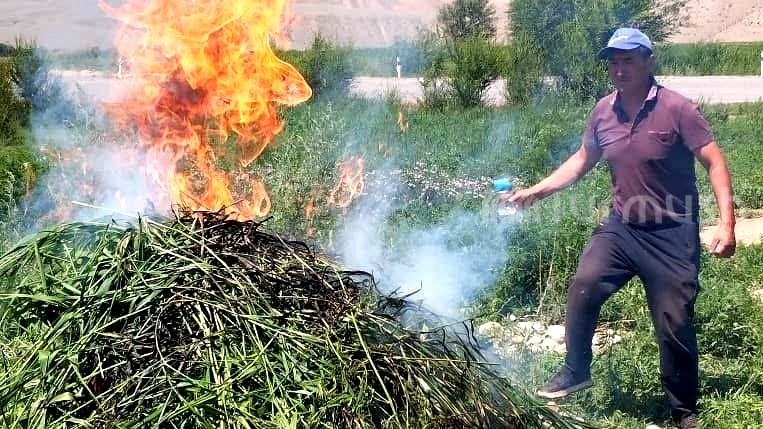 В Жумгале уничтожено около 3,5 тонн дикорастущей конопли