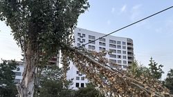На Ахунбаева сломанная ветка дерева зацепилась за провод