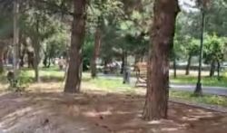 Деревья в сквере на Жукеева-Пудовкина высыхают из-за неработающей поливной системы