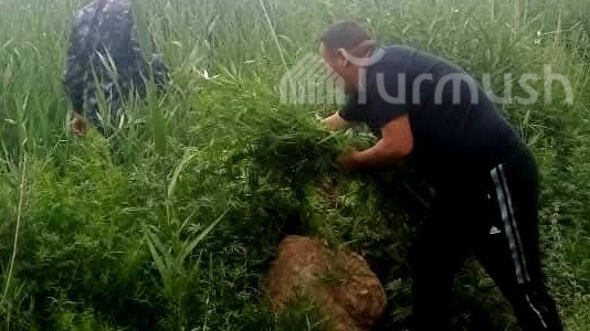В Бакай-Ате путем сжигания уничтожена собранная дикорастущая конопля