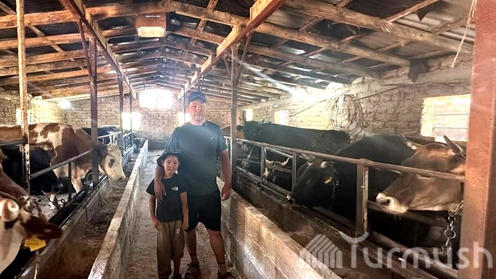 Жизнь в регионах: В селе Боз-Бешик на Иссык-Куле два соседа занялись племенным животноводством