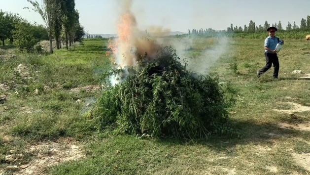 В двух районах Баткена уничтожили более 3 тонн дикорастущей конопли