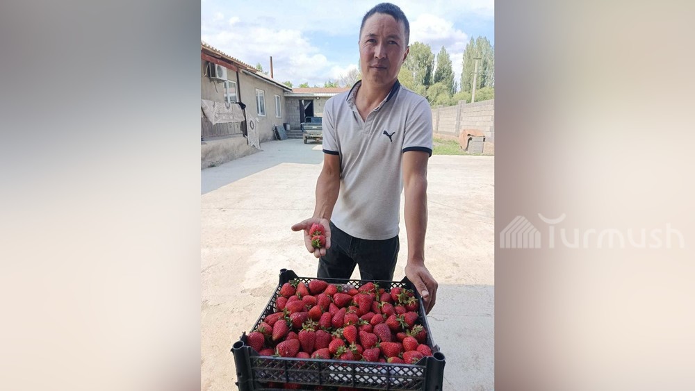 «Цыплят по осени считают, а клубнику — весь сезон»: Как экономист из Таласа Эржан Батырбеков развивает ягодный бизнес