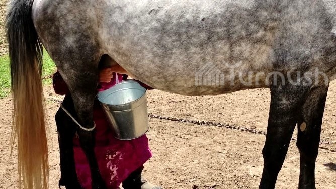 В Нарыне подешевел кымыз: Какой была цена в начале сезона и почему в августе она снова вырастит?