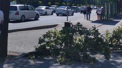 Около дома №113 по проспекту Чуй ветка упала на тротуар