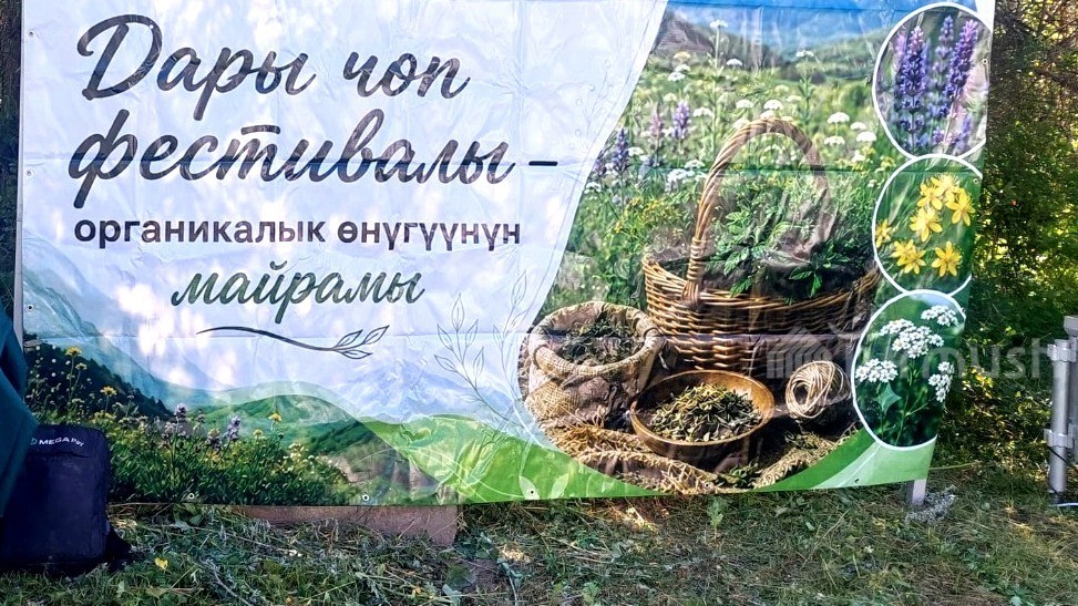 В Суусамырской долине прошел фестиваль лекарственных трав
