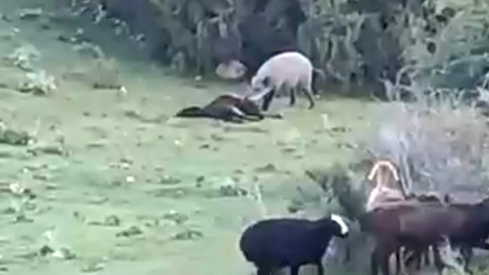 На пастбище в Зардалы кабаны поедают павший скот. Видео