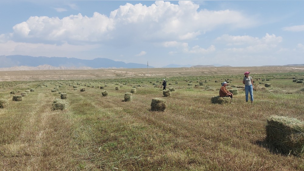 В Кочкорском районе цена тюка сена выросла до 280 сомов из-за дождей, повлиявших на качество первого укоса