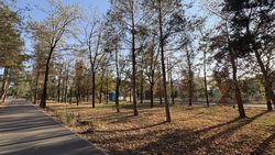 Почему высыхают деревья вдоль проспекта Айтматова выше Южной магистрали?