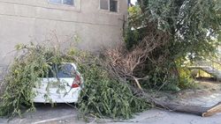 На проспекте Дэн Сяопина сухая ветка упала на припаркованный автомобиль