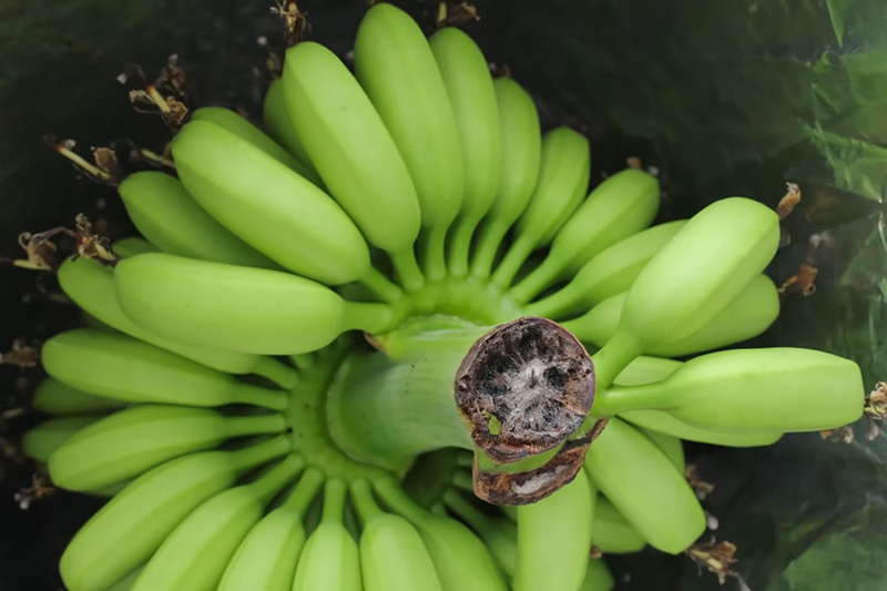 Banana imports to Kyrgyzstan from China grow 5 times in July