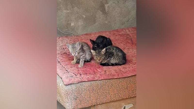 Dog and cat owners in Kyrgyzstan may be required to microchip their animals