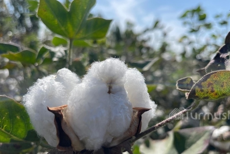 Kyrgyzstan reduces export of cotton to Iran by almost 35% in a year