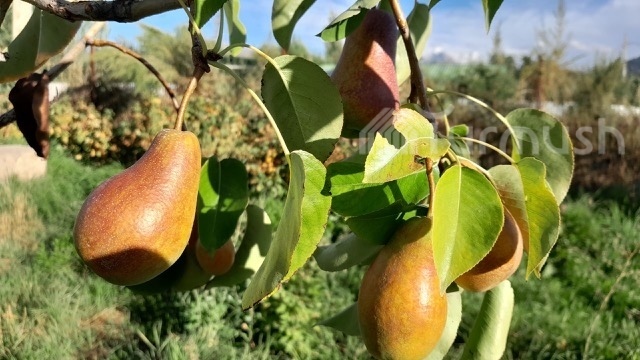 Issyk-Kul pear harvest underway with high prices and exports to Kazakhstan