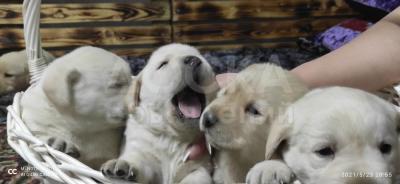 Продам щенков лабрадора с родословной
