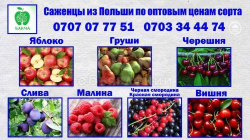 Саженцы из Польши в Бишкеке