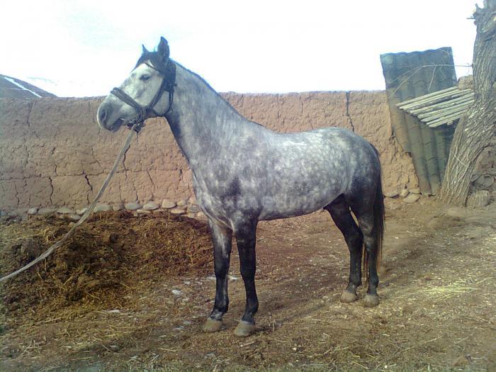 Продаю лошадь