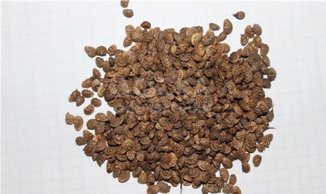 Продаю семена эспарцета