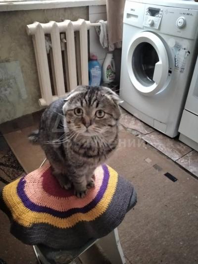 Продам кота вислоухий