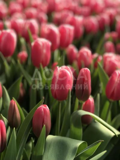 Голландские тюльпаны к 8 марта