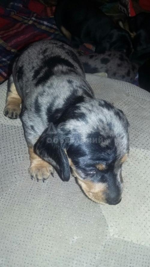 Продам щенков таксы с родословной от 5000