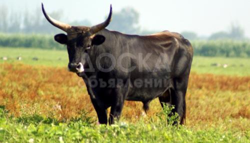 Куплю КРС дорого 0556269926