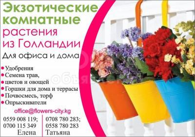 Экзотические комнатные растения из Голландии!