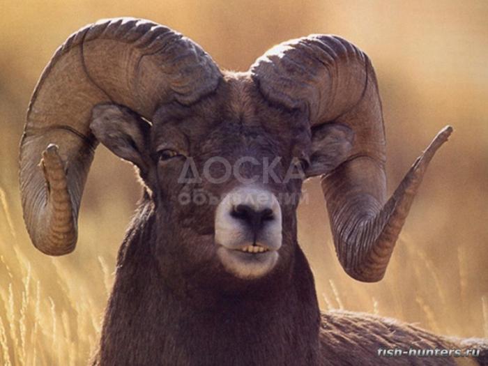 На ферму в московской области ищу пастухов, ветеринаров и зоотехников.