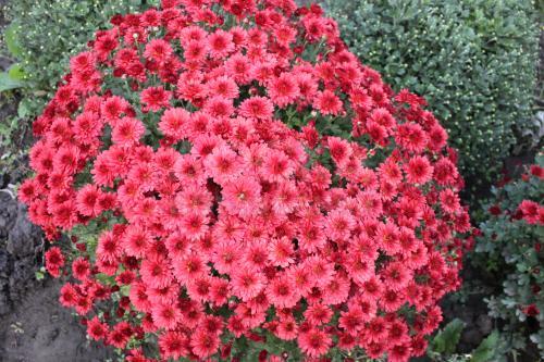 Комнатные и уличные растения