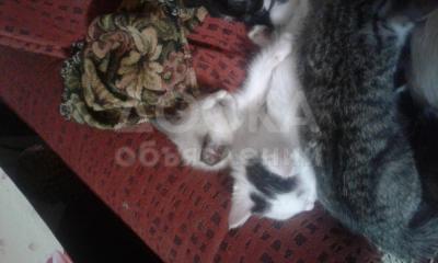 Отдам котят в добрые руки