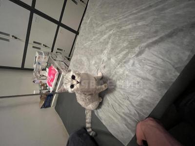 Продаю Кошку