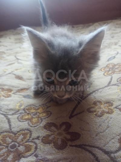 продаю котят шотландские вислоухие им два месяца кушают все ходят на лоток не гадят в доме