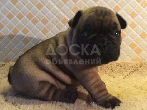 Щенок французского бульдога