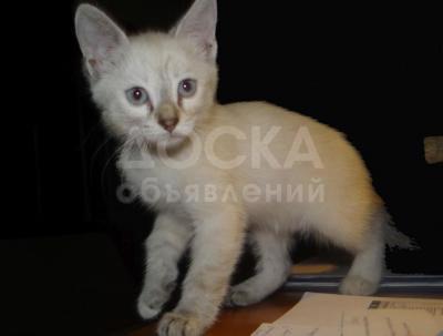 Милая кошечка тайской наружности ищет хозяев