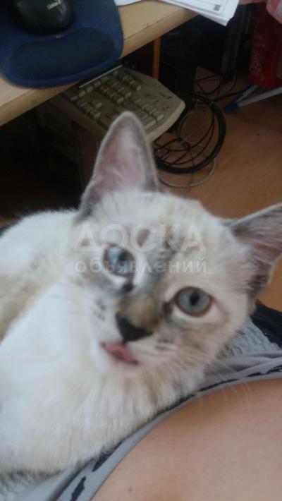 Ишу бесплатно кота сиамского (типа)