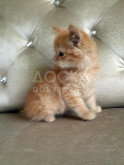 Сибирские котята  в добрые руки