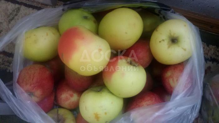 Продаю грецкие орехи, яблоки сорта "превосходный"