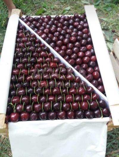 Кадамжай кочоттору ( саженцы )