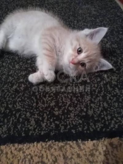 Отдам котёнка в очень добрые руки