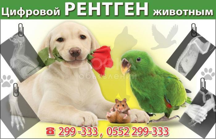 "Цифровой рентген животным"