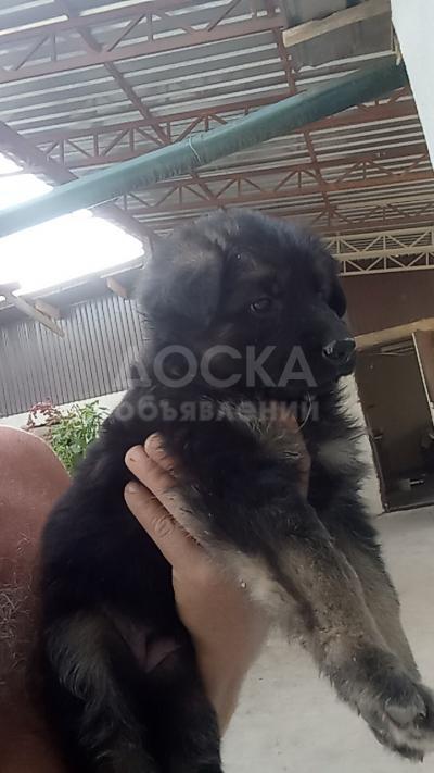 Щенки немецкой овчарки