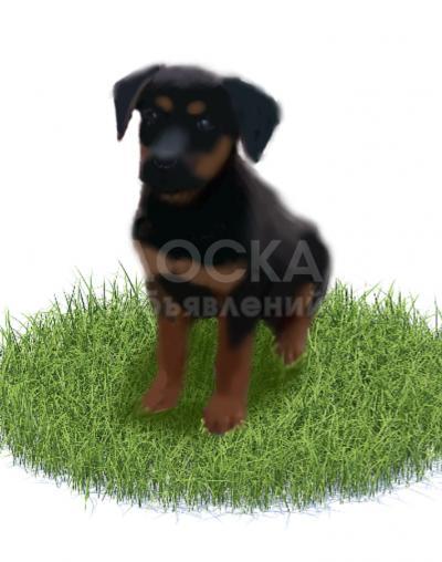 Ротвейлер девочка 2 месяца
