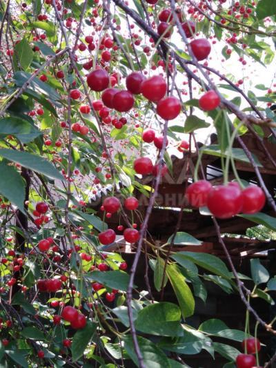 Продаю Вишню
