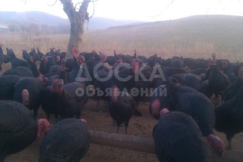 ПРОДАЮ ИНДЮКОВ (откормленны на кукурузе)