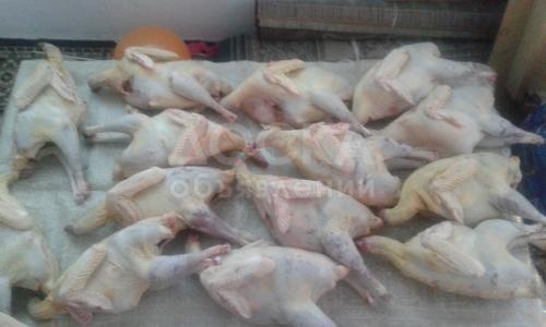 индейки домашние