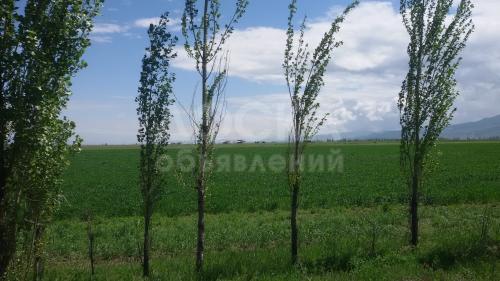 Продаю участок сельхоз назначения, 10 га с.Кок-Жар,