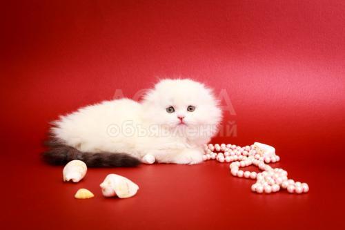 Шикарные котята шотландцы! Скидка в честь 14 февраля!