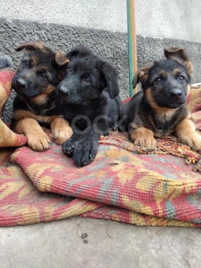 продаются щенки немецкой овчарки