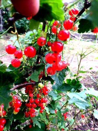 Продаю дачу 3-ком., 60кв. м., этаж-2, 12-сот., стена кирпич, ущелье за уч-эмчек.